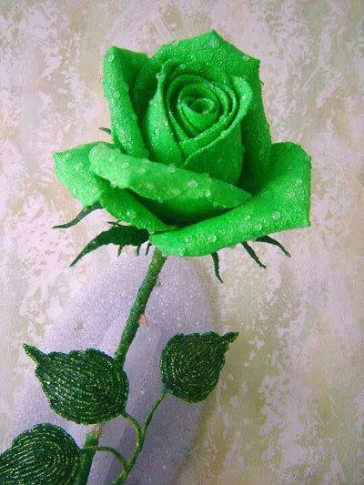 Green rose plant deals