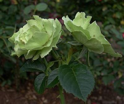 Tinted Green Roses