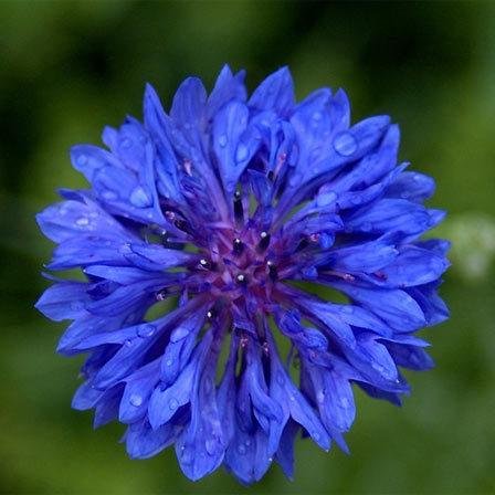 26 Most Beautiful Blue Flowers