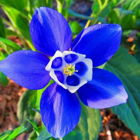 26 Most Beautiful Blue Flowers