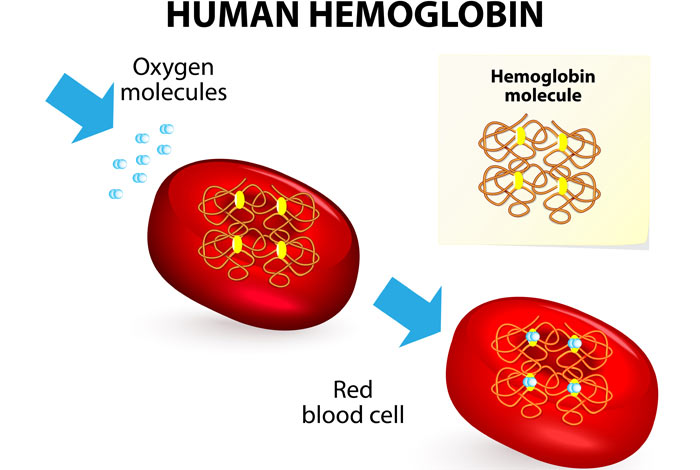 Hemoglobin-rich Droplets Within Blood Cells May Be Source of