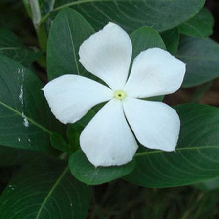 Name of store the white flower