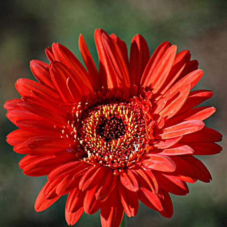 27 Most Beautiful Red Flowers