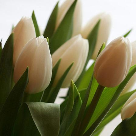 Top 25 Most Beautiful White Flowers
