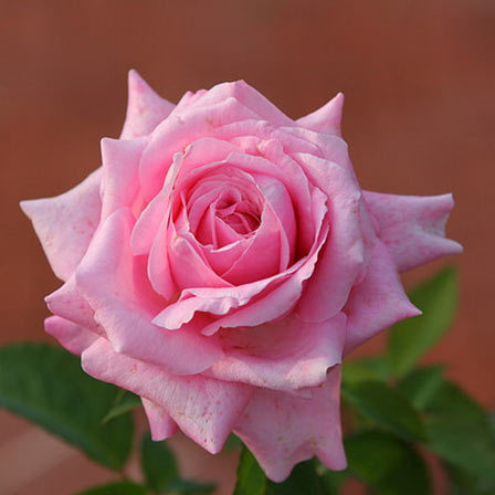 beautiful pink rose flower images