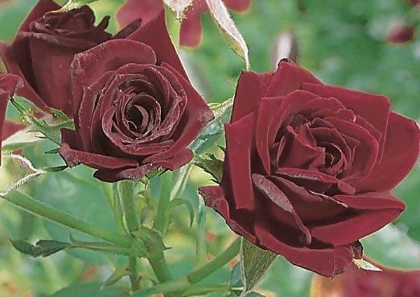 7 Most Beautiful Black Roses In The World