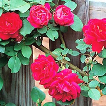 15 Types of Roses for Your Garden