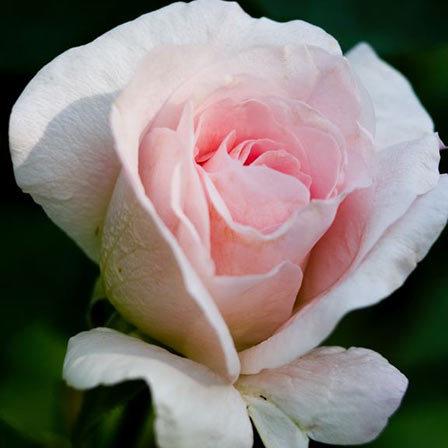 Blush pink on sale rose varieties