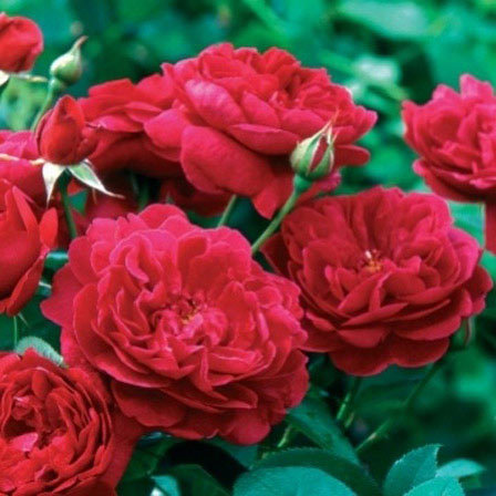 Top 25 Most Beautiful Roses