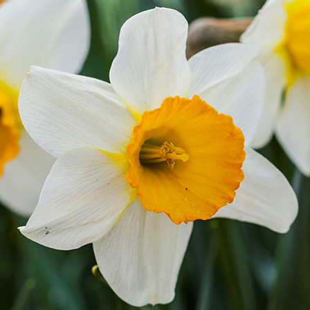 Daffodil  About Flowers