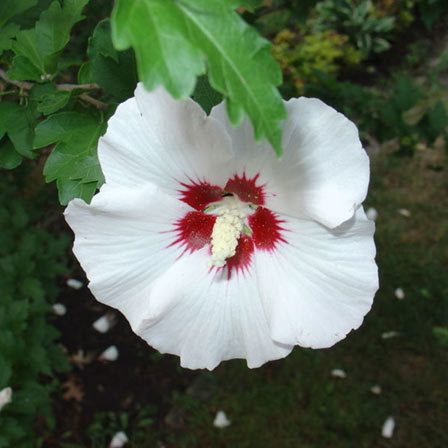 Common Varieties Of Hibiscus: What Are The Different Types Of Hibiscus  Plants