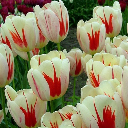 Top 26 Most Beautiful Tulip Flowers