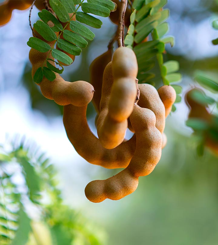 10 Effective Ways To Use Tamarind For Skin Care