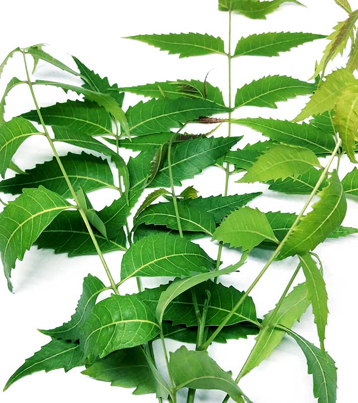 10 Health Benefits Of Neem Leaves, How To Use, & Side Effects