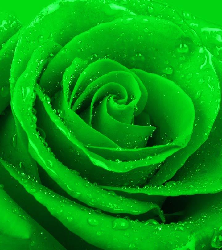 Lovely Rose With Beautiful Red Color Petals Drops Water Green Leaves 4k  Ultra Hd Wallpaper For Desktop Laptop And Tv Tablet Mobile Phones3840x2400  : Wallpapers13.com