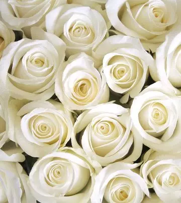 11 Most Beautiful White Rose Varieties You’d Have Ever Seen