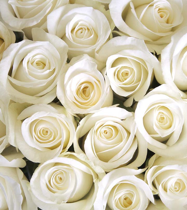 10 Most Beautiful White Rose Varieties You'd Have Ever Seen