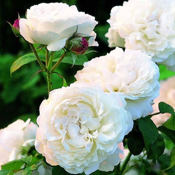 10 Most Beautiful White Rose Varieties You'D Have Ever Seen