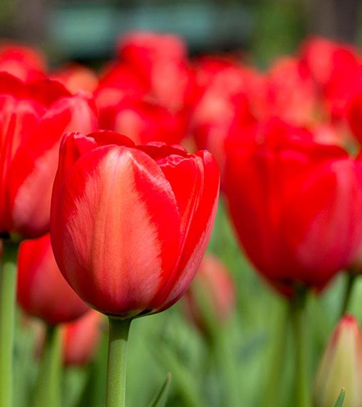 27 Most Beautiful Red Flowers