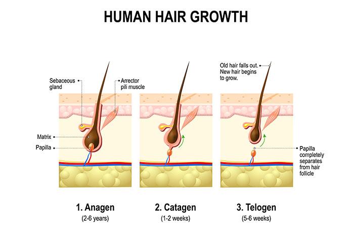 2.-Hair-Growth-–-The-Stages