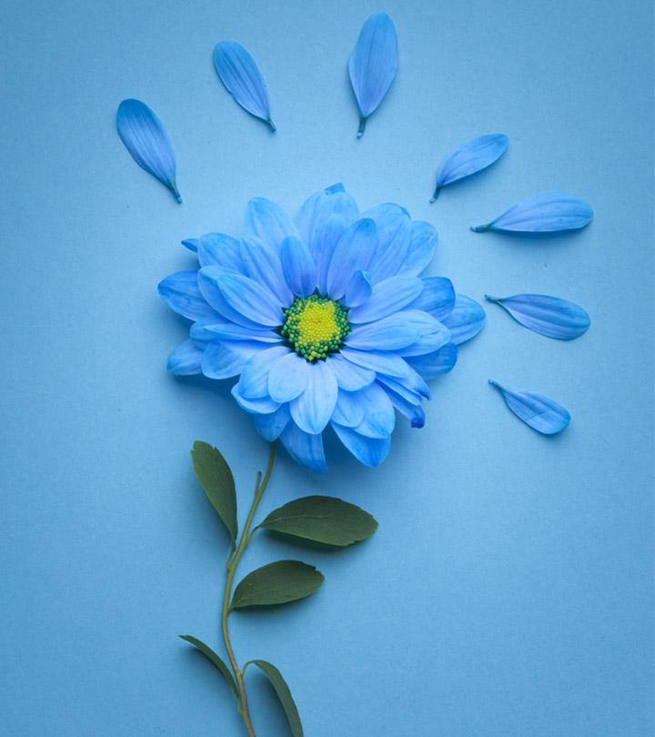 25 Most Beautiful Blue Flowers