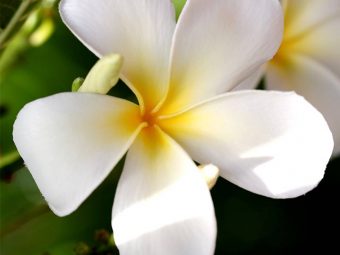 306_Top 25 Most Beautiful White Flowers-655909018