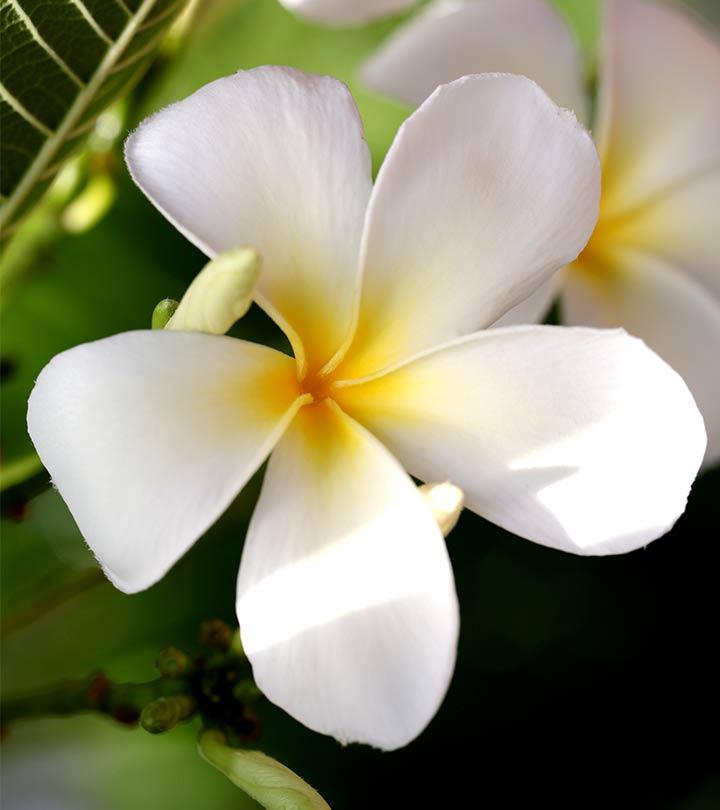 Top 25 Most Beautiful White Flowers