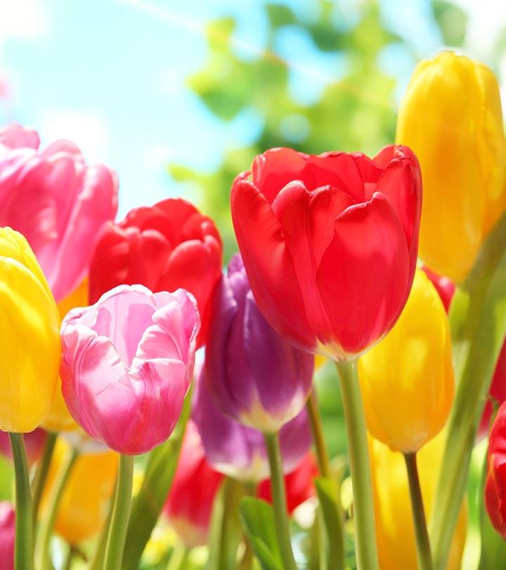 Best flower in clearance the world