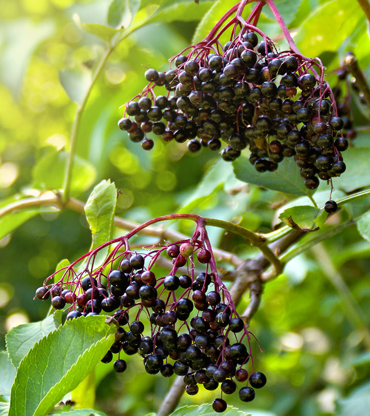 12 Health Benefits Of Elderberry, Uses, Dosage, And Recipes