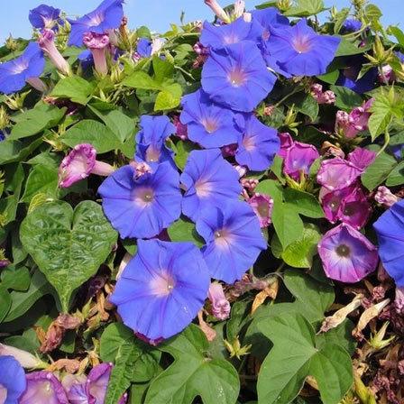 25 Most Beautiful Blue Flowers