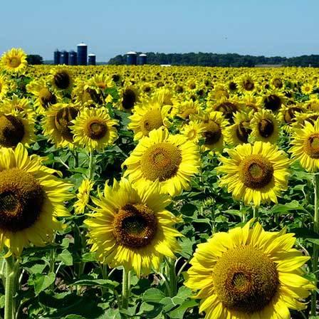 Yellow colour flower name