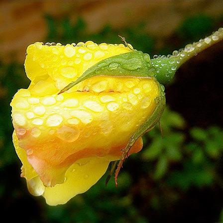 Best yellow flowers