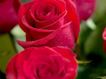 Top 27 Most Beautiful Red Roses - Flowers