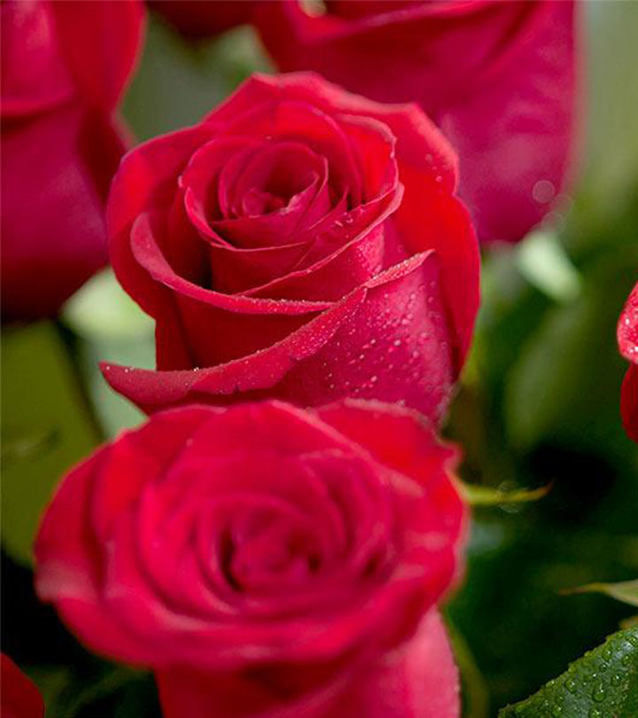 Top 27 Most Beautiful Red Roses