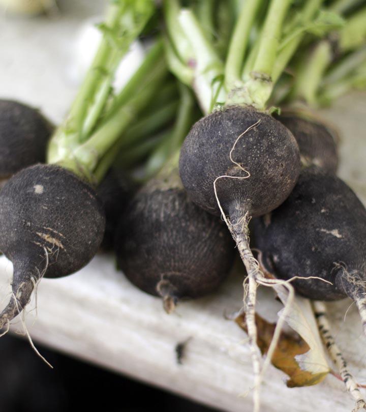 Discover the Health Benefits of Black Spanish Radish