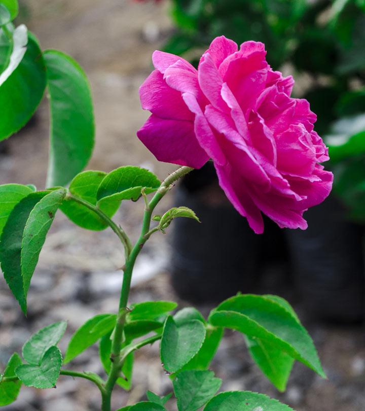 beautiful pink rose flower images