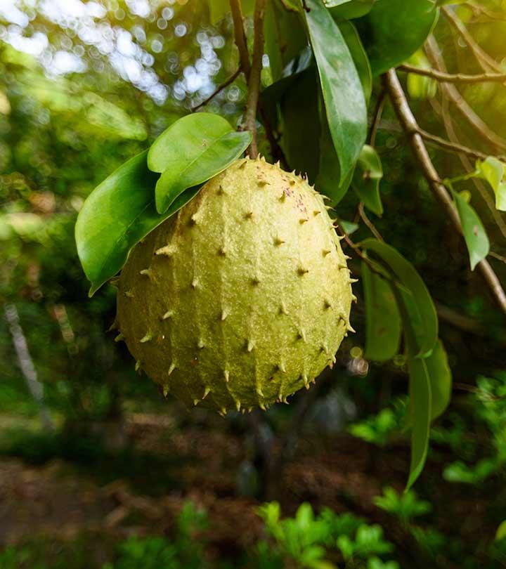 6 Benefits Of Soursop Leaves, How To Use, And Side Effects