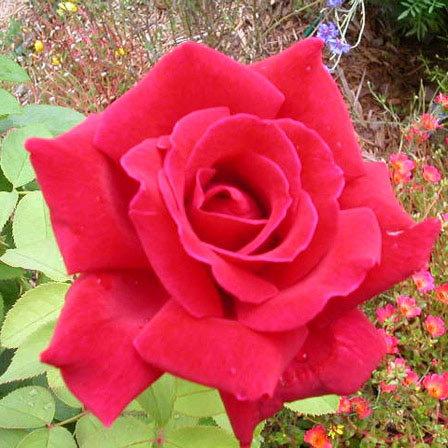 Top 25 Most Beautiful Red Roses