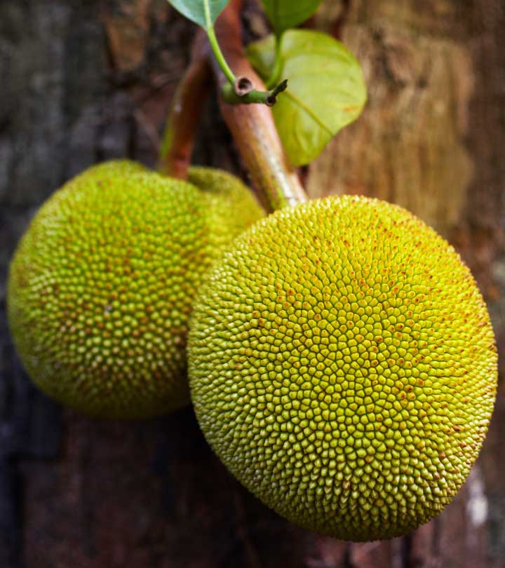 10 Amazing Benefits & Uses Of Breadfruit For Skin, Hair and Health
