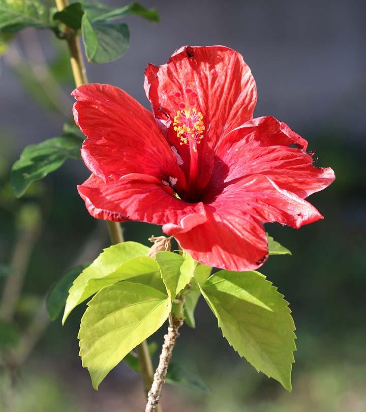 Hibiscus Flowers