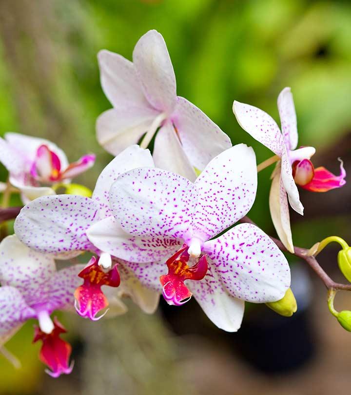 Beautiful orchids shop