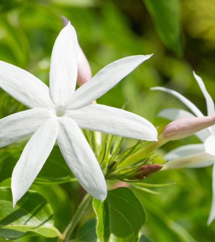 Jasmine Flowers