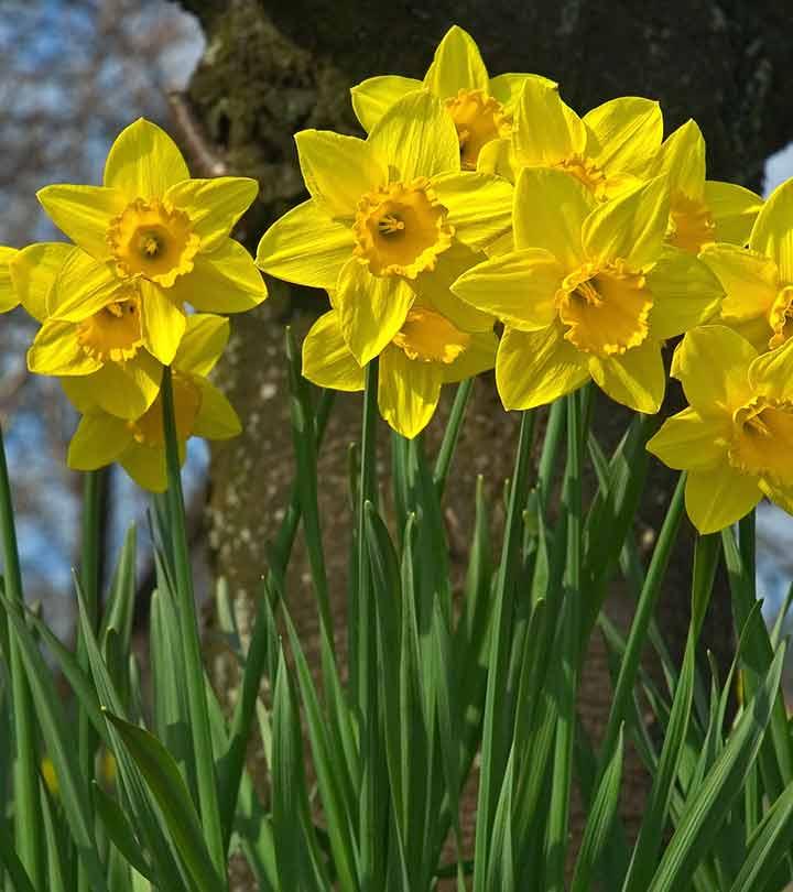 Minnow Daffodil Narcissus, Tulip World