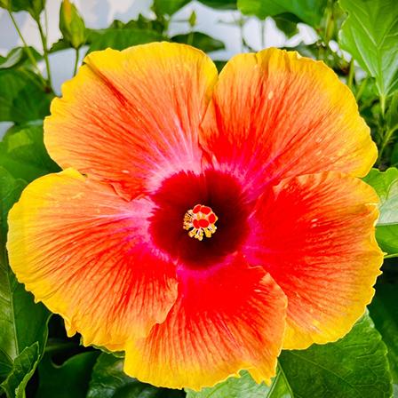 Hibiscus Flower In Hindi Name | Best Flower Site