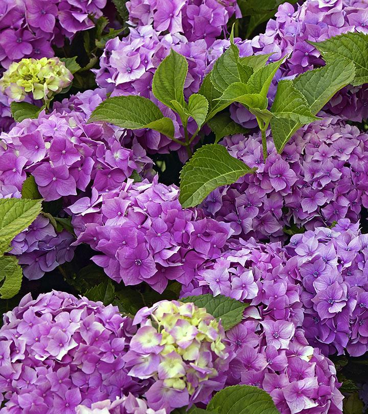 Top 16 Most Beautiful Hydrangea Flowers