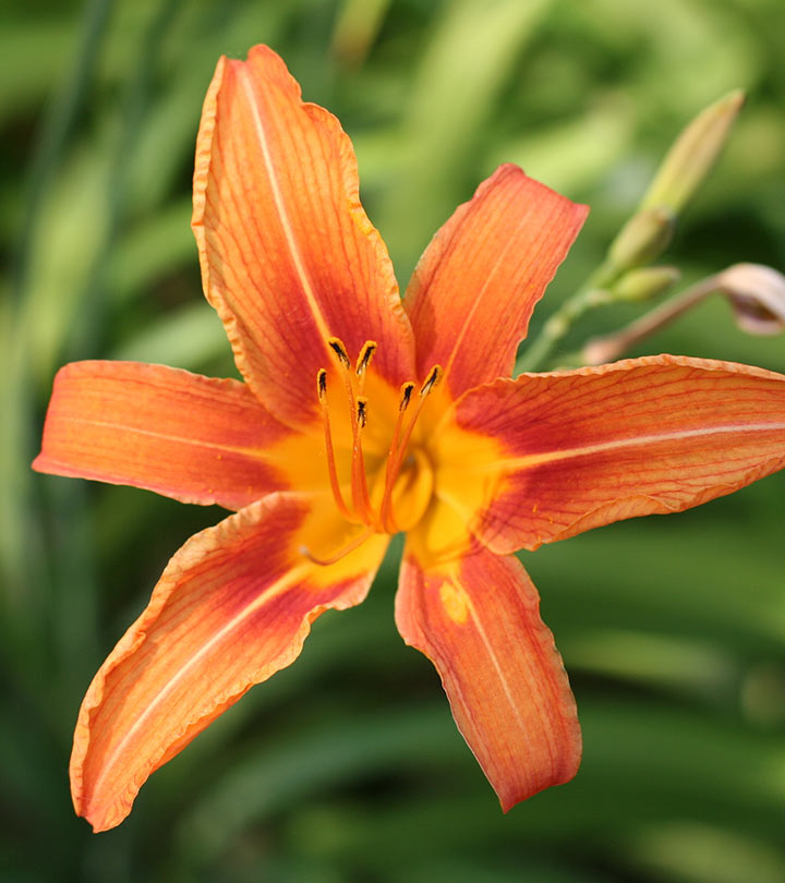 Top 25 Most Beautiful Lilies - Flowers