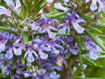 Top 25 Most Beautiful Rosemary Flowers