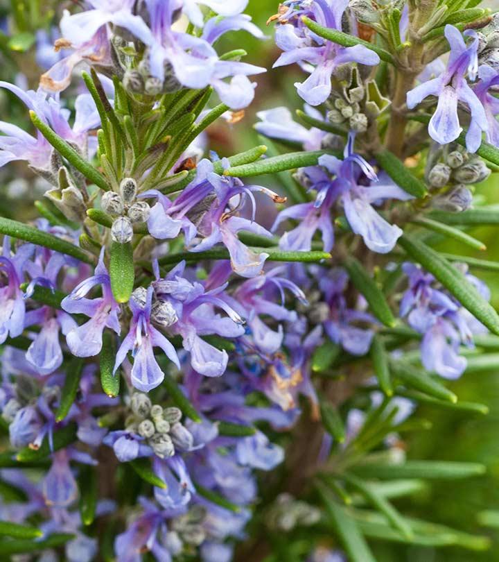 Top 26 Most Beautiful Rosemary Flowers