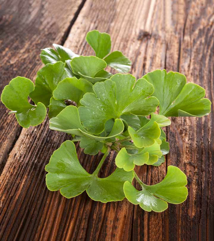 14 Ginkgo Biloba Benefits, Dosage, And Side Effects