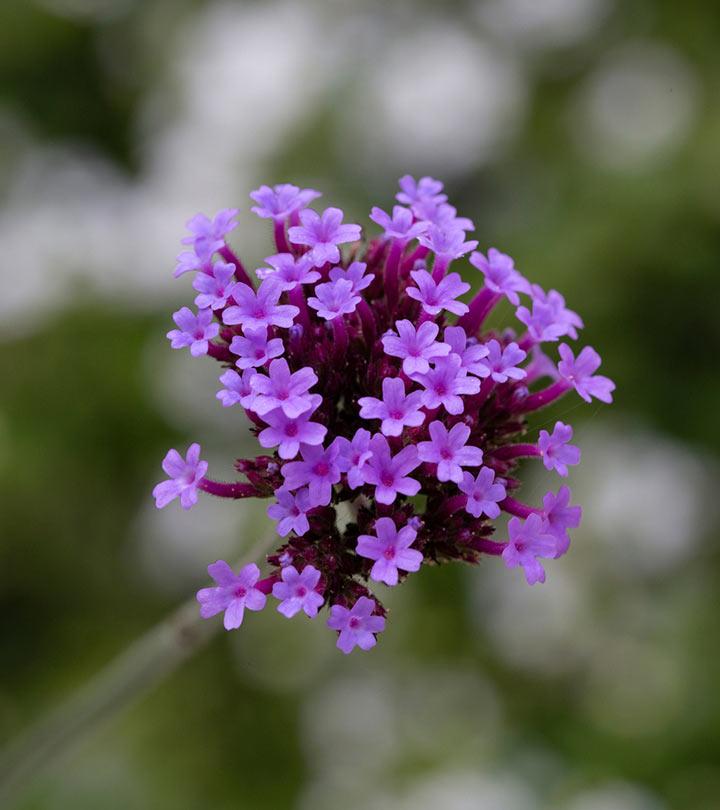 Vervain: 9 Benefits Of This Mythical Herb + How To Make The Tea